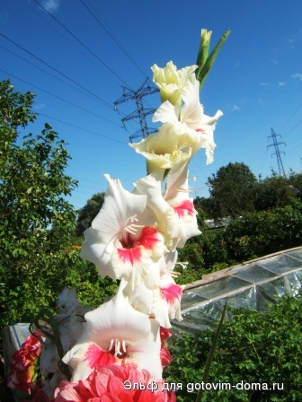DSCF9348.JPG