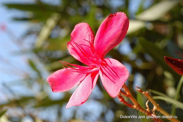 DSC_0066.jpg