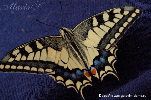DSC_0502c.jpg