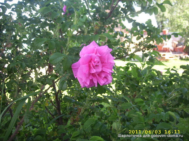 SPA59672.JPG