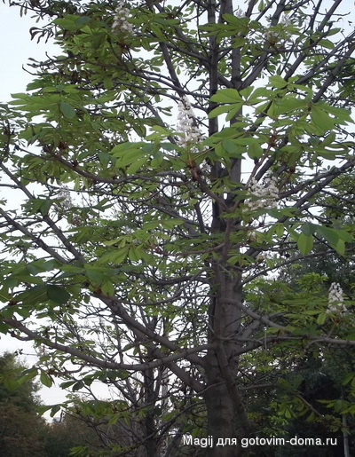 DSCF0803.jpg