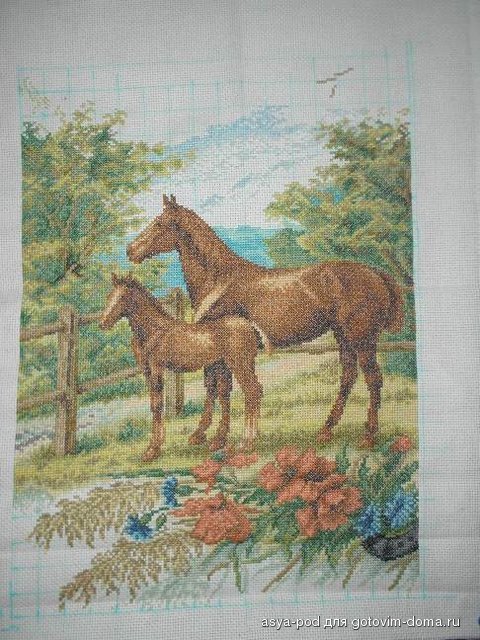 коники-1.jpg