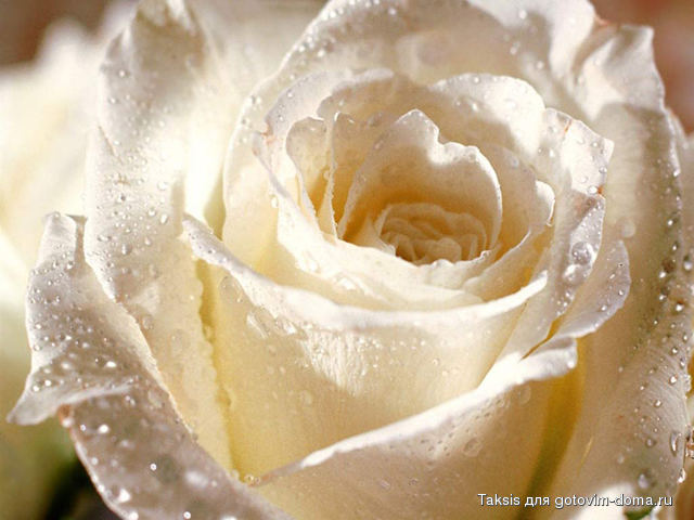 white_rose_for_you.jpg
