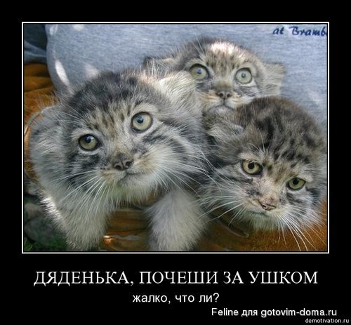 Erpjk8qcslks_manul.jpg