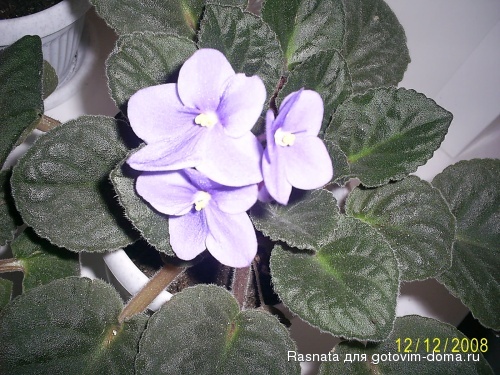 PIC_2312.JPG