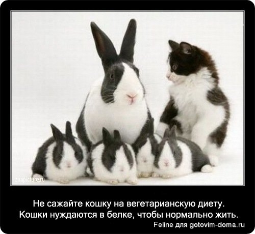fakti_o_koshkah043.jpg