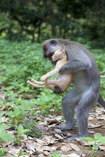 ss-100826-monkey-kitten-03_ss_full[1].jpg