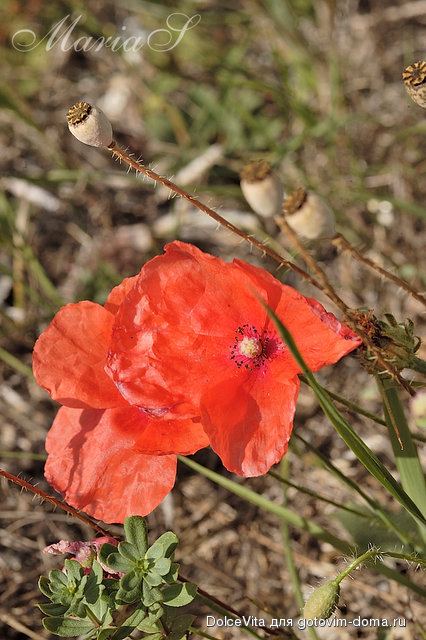 DSC_0239c.jpg