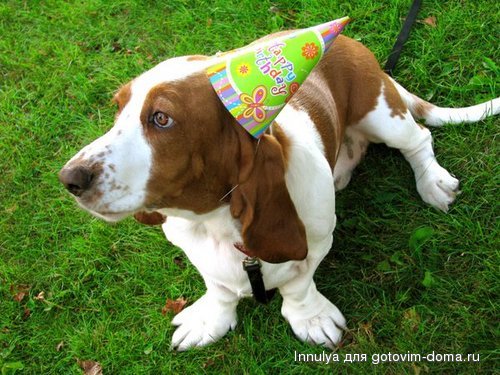 birthday_dog_by_007_strikes_again.jpg