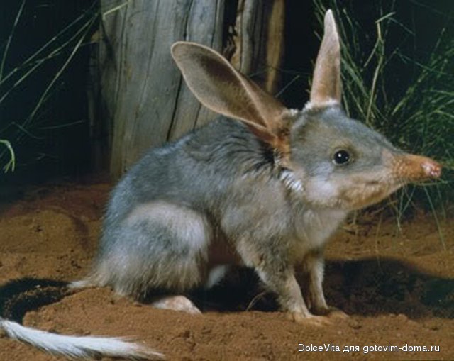 kangaroo island bandikut.jpg