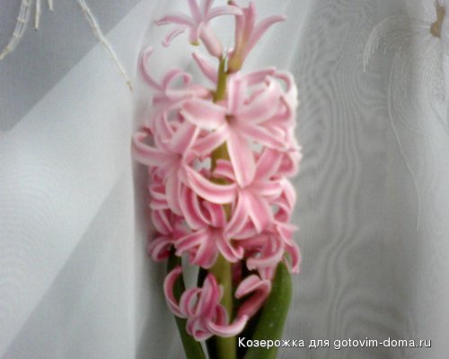 SP_A0441.jpg