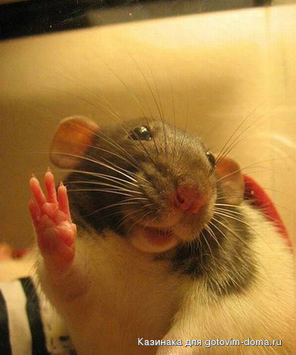 humor_rodents_42.jpg