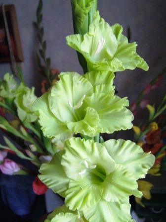 DSCF0877.JPG