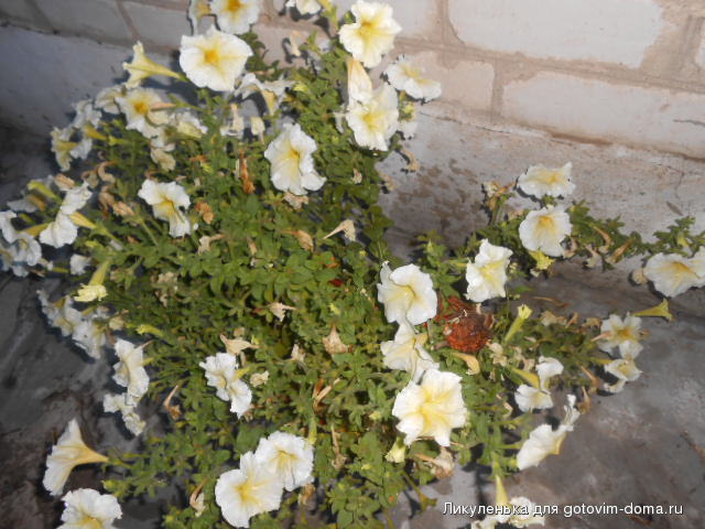 DSCN1186.JPG