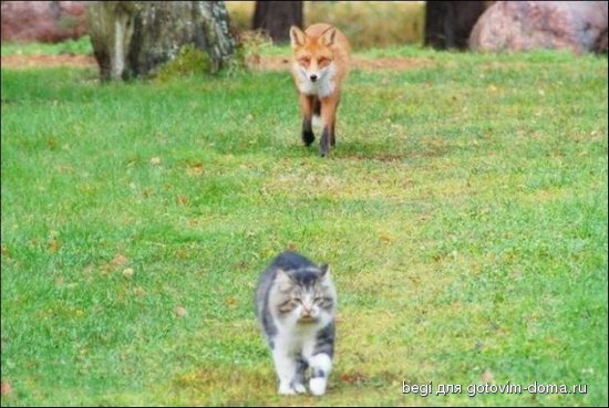 1288650632_brave-cat-01.jpg
