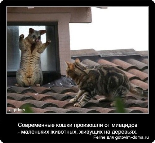 fakti_o_koshkah060.jpg