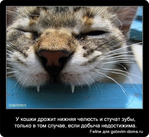 fakti_o_koshkah081.jpg