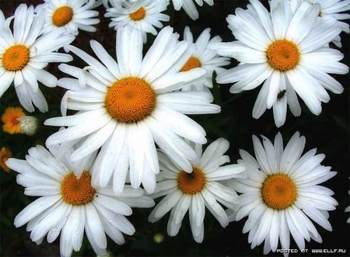 1180568925_flower_06[1].jpg