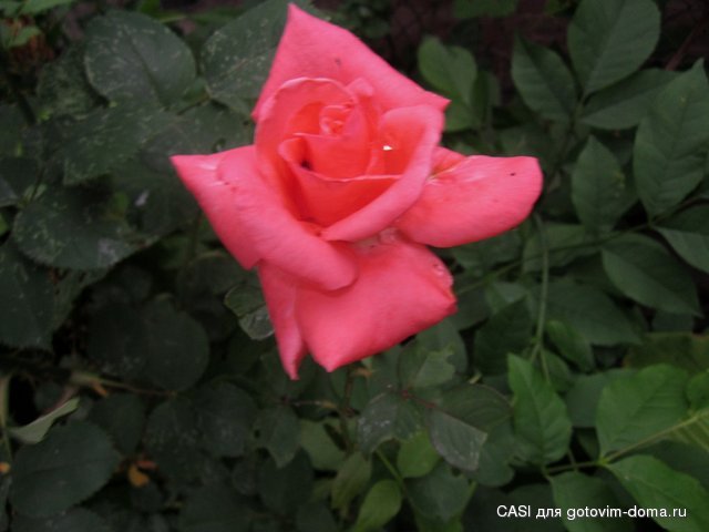 IMG_7727.JPG