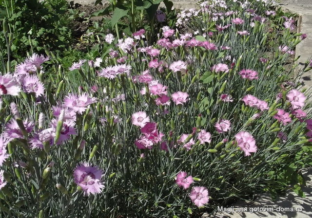 DSCF1417.jpg