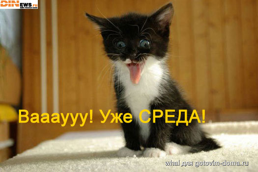 cat_sreda.jpg