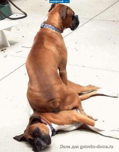 Hund 1.jpg