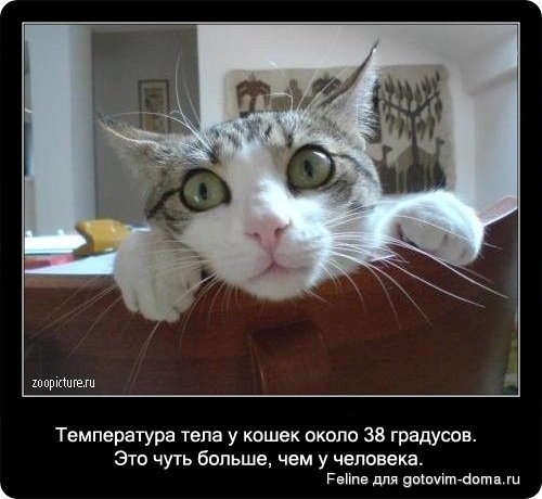 fakti_o_koshkah045.jpg