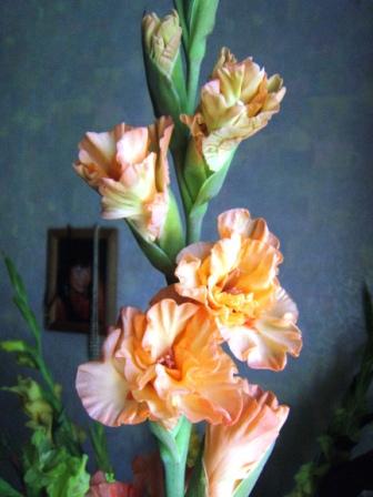 DSCF0881.JPG