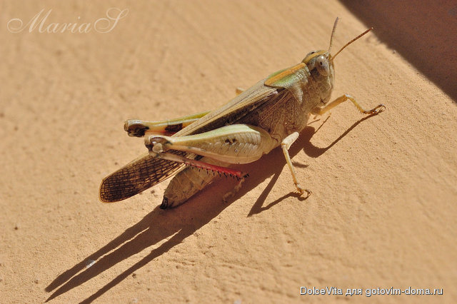 DSC_0516c.jpg