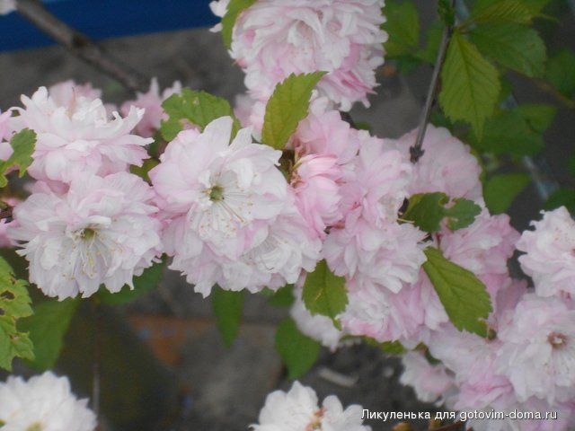 DSCN1805.JPG