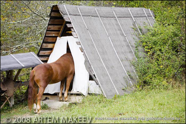 horse.jpg