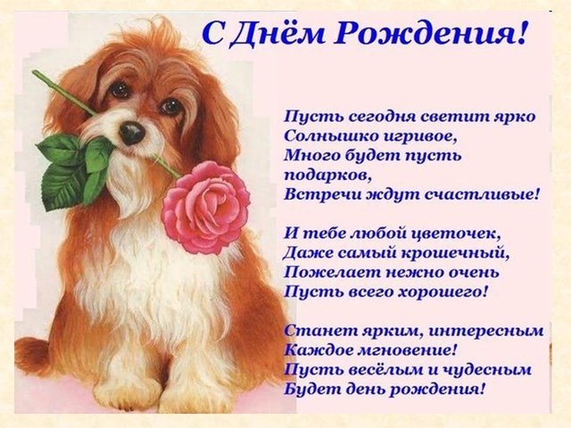 собака.jpg