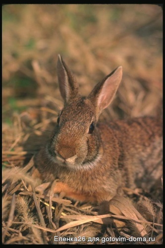 foto_hare_rabbit_06[1].jpg