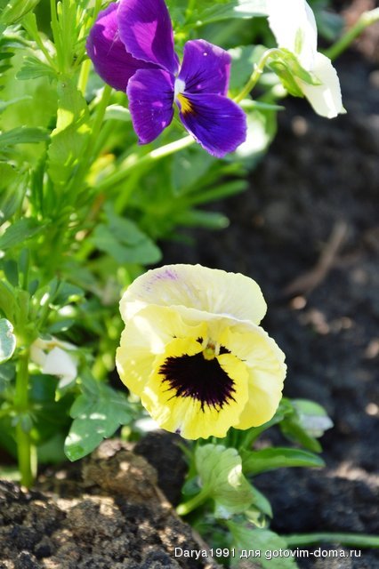 DSC_0150.JPG