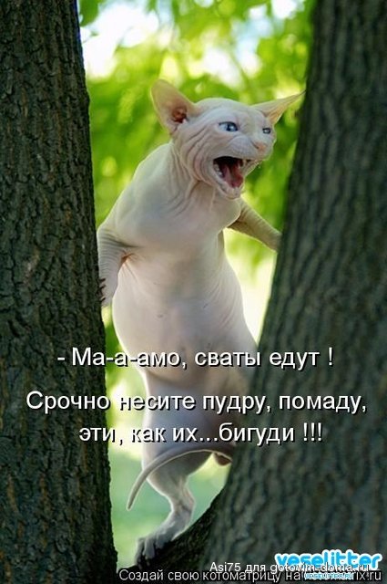 котэ.jpg