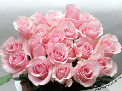 15355_55fc66f5d1d3b1a177f45446bcd3e618.gif