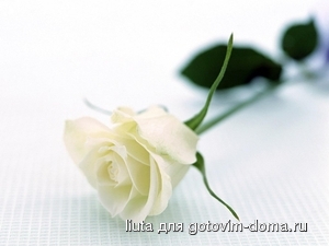 super_white_rose-1024.jpg