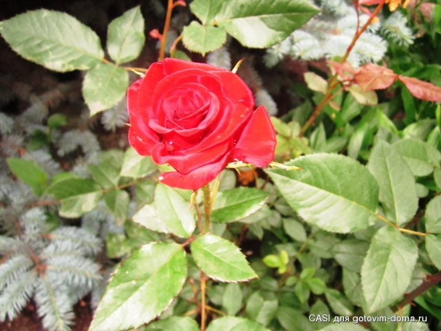 IMG_7725.JPG