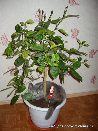 P1150020_resize.JPG