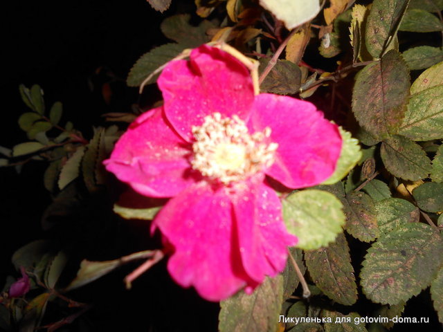 DSCN3113.jpg