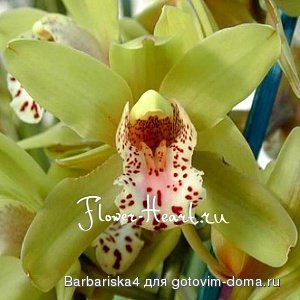 147_orhideya_cimbidium.jpg.300.jpg