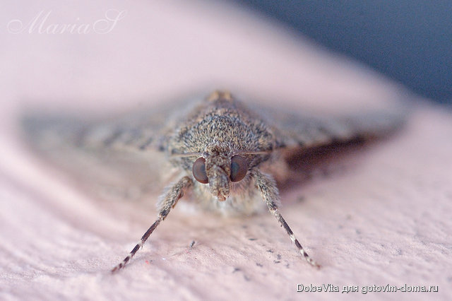 DSC_0527c.jpg