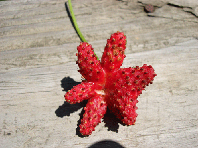 DSC00666.gif