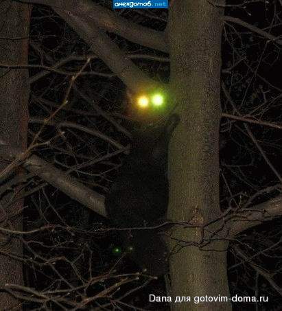 Katzen3.jpg