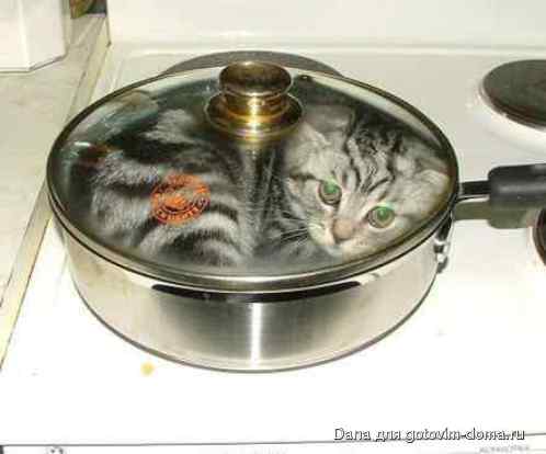 Kater3.jpg