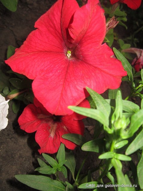 IMG_7791.JPG