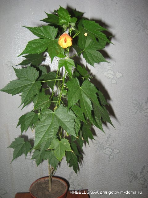 IMG_4641.jpg