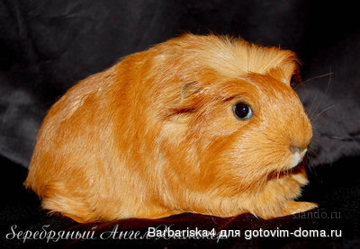 свинка.jpg