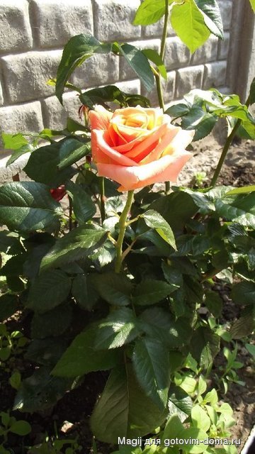 DSCF0108.JPG