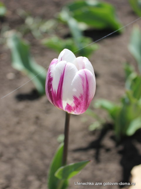 DPP_00078.JPG